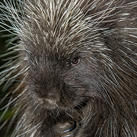 Cute little porcupine face