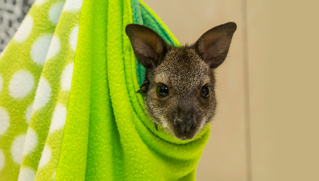 Wallaby peeking its head out of a lime-green pouch.