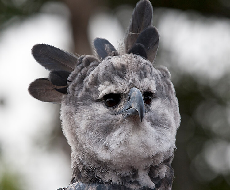 Harpy eagle with feathers flared.