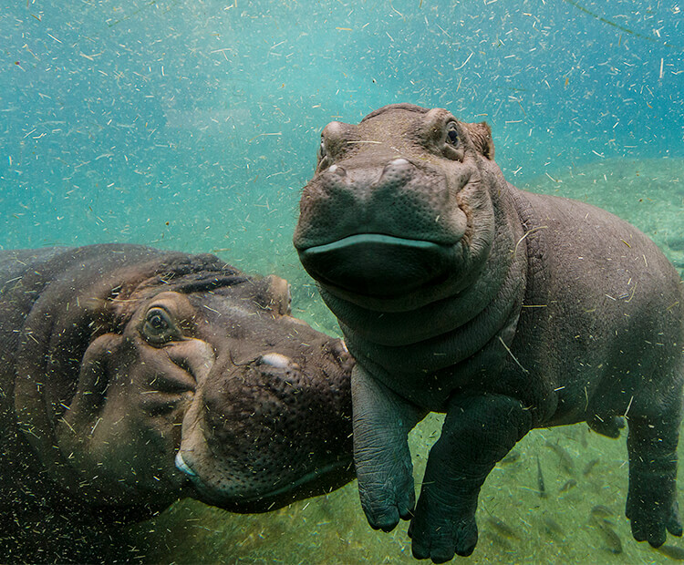 A baby hippo "smiles" for the camera underwater with its mother