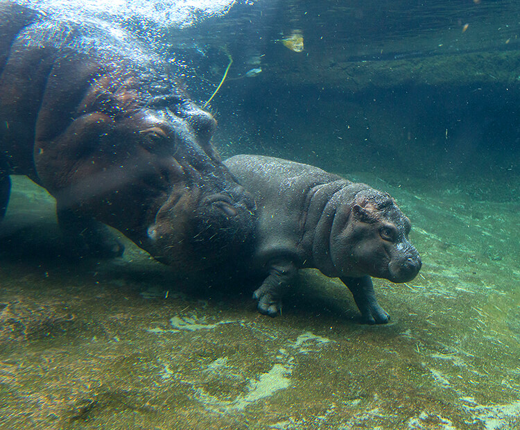 Baby hippo and its mother walking under water