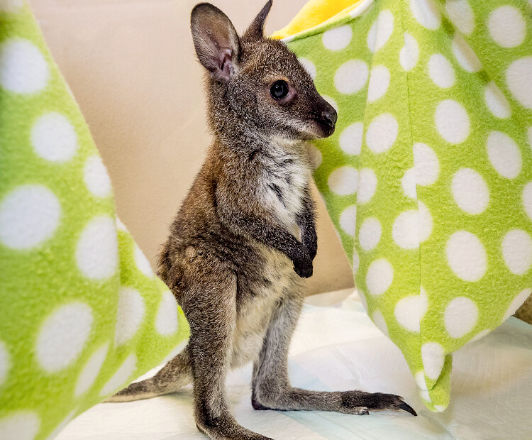 Wallaby joey standing near green pouches