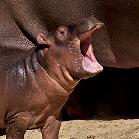Baby hippo vocalizing