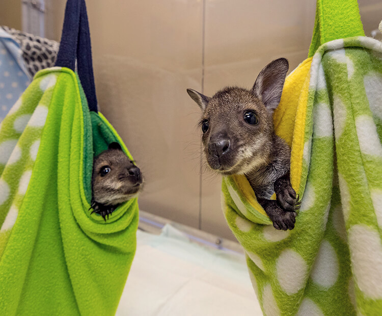 A pair of wallaby joeys in green pouches