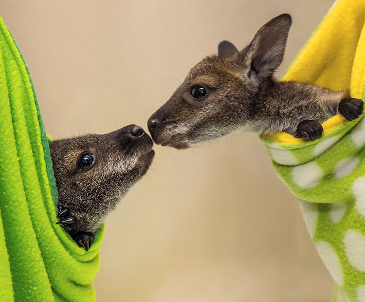 A pair of wallaby joeys sniffing each other's muzzles