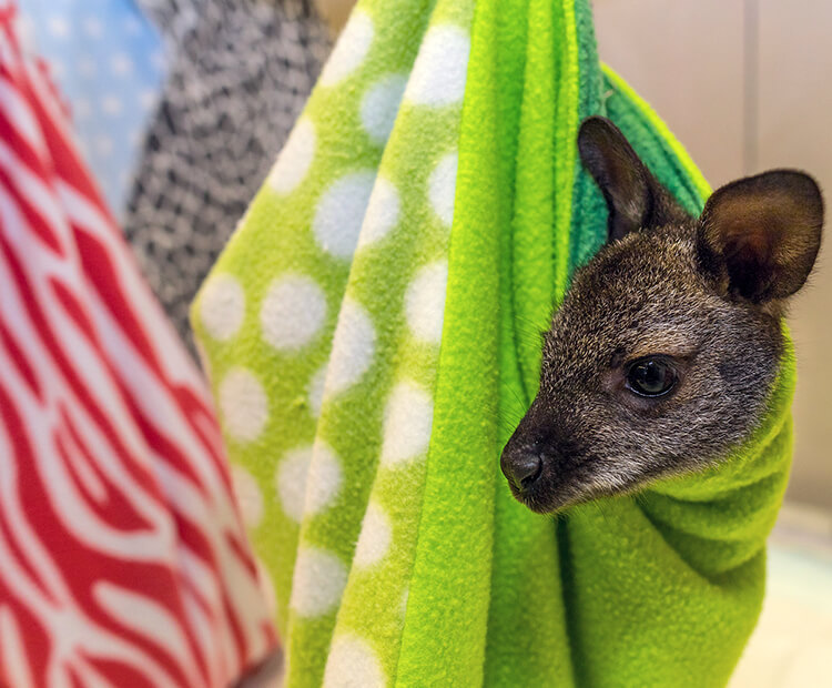 Small wallaby joey in green pouch.