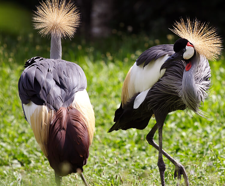 A pair of African crowned cranes courtship dancing.