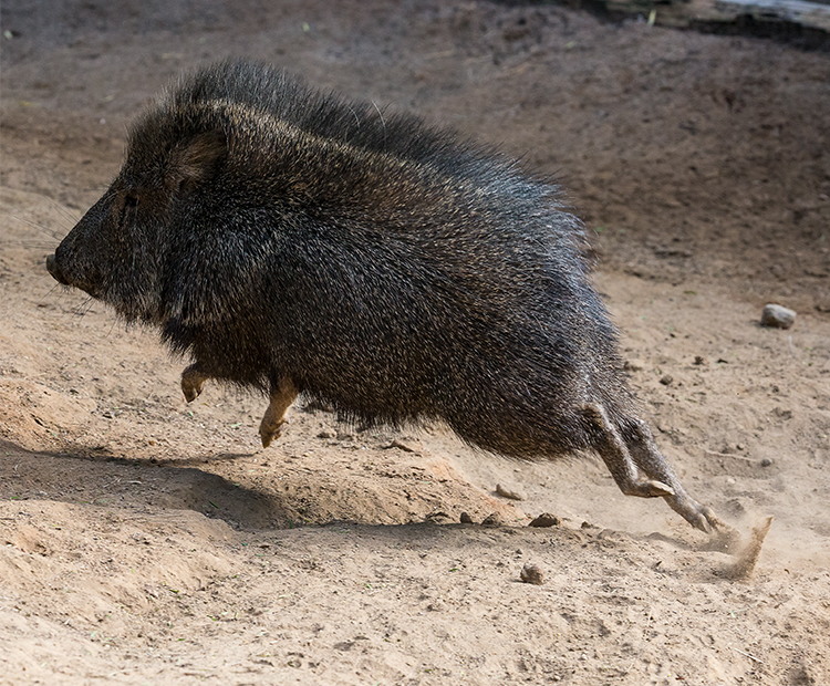 A peccary jumping