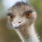 Emu looking straight into the camera