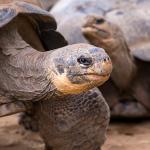 A pair of Galapagos tortoises standing on dirt ground. 