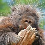 North American porcupine holding onto a piece of gnawed wood