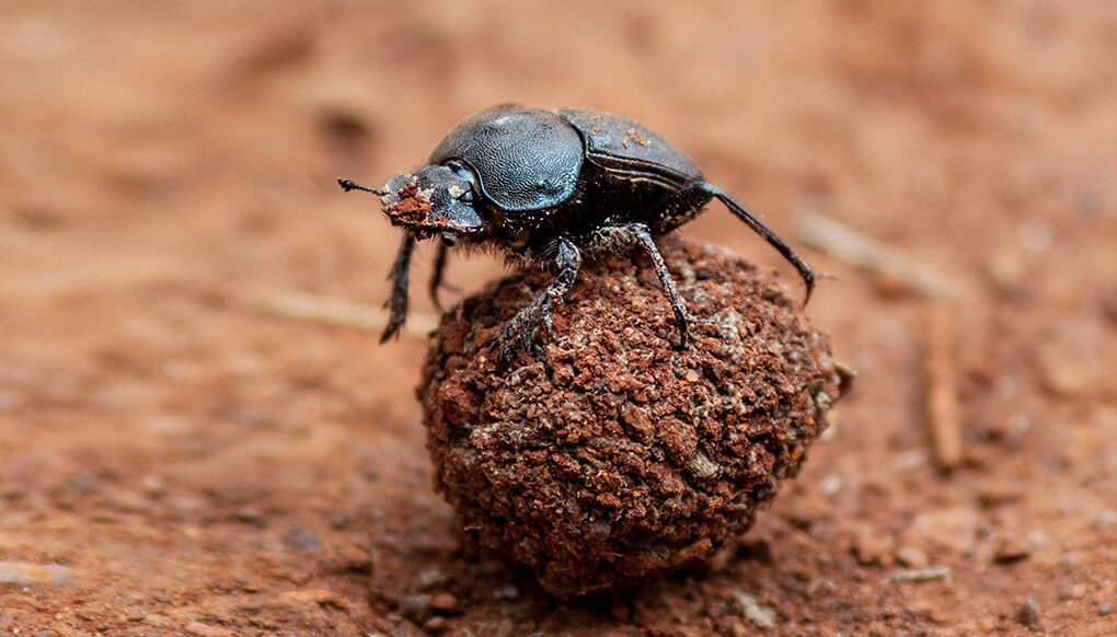 A dung beetle sitting atop a small ball of dung