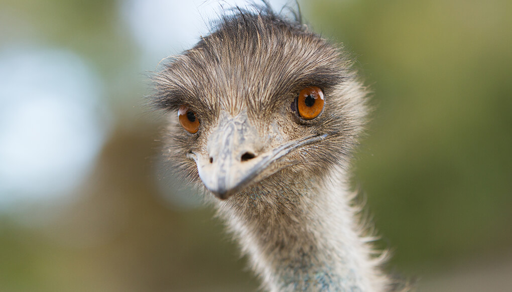 Over hoved og skulder smukke Klappe Emu | San Diego Zoo Wildlife Explorers