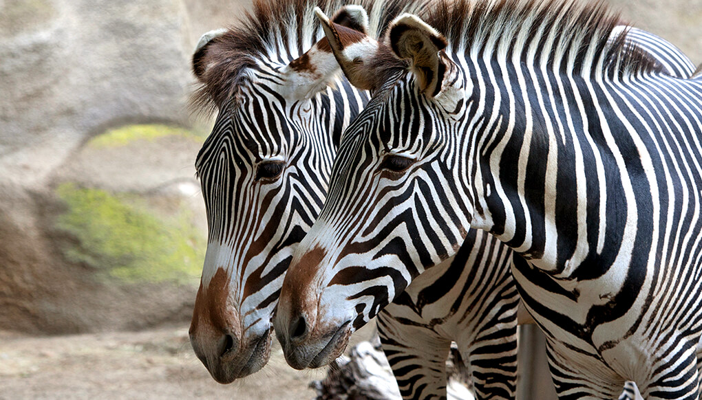 Zebra San Diego Zoo Kids