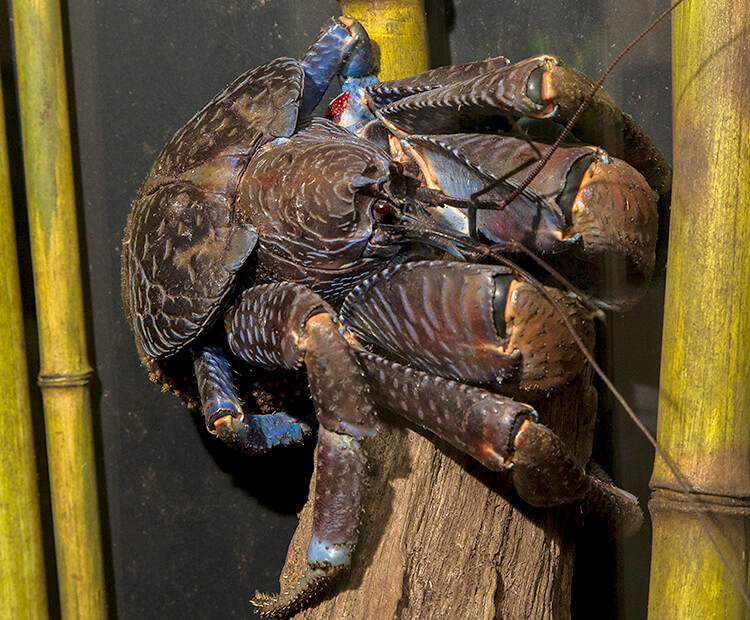 Coconut crab hanging onto a wood log between bamboo stalks