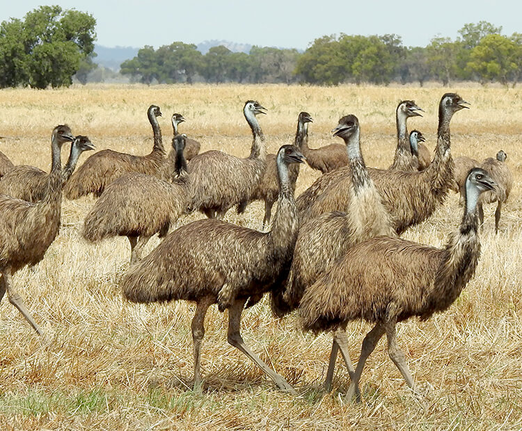 A large flock of emus in the Australian countryside