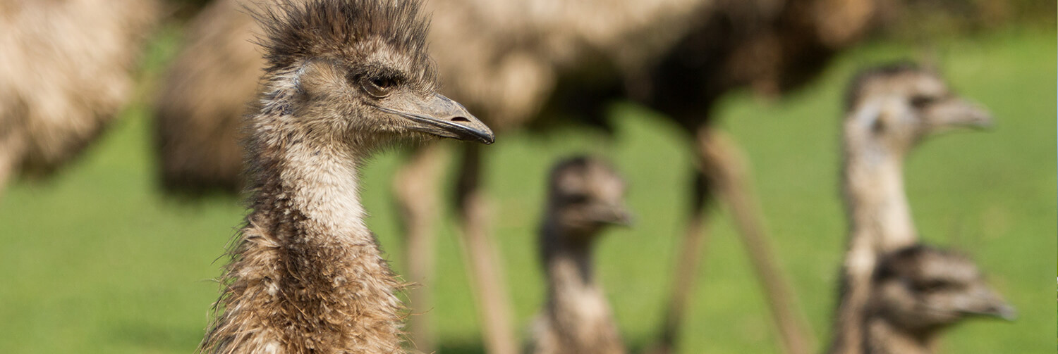 A group of emus looking off to the right