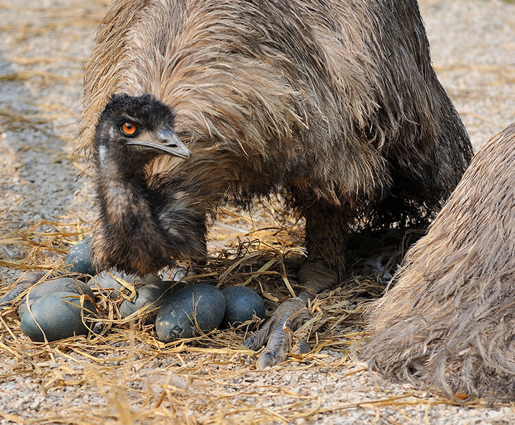 Emu dad watching his mate's eggs.