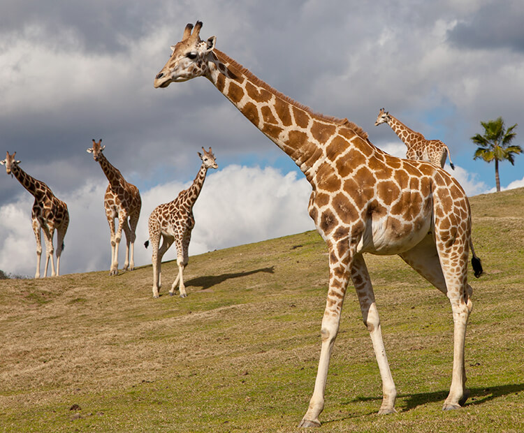 giraffes-01.jpg
