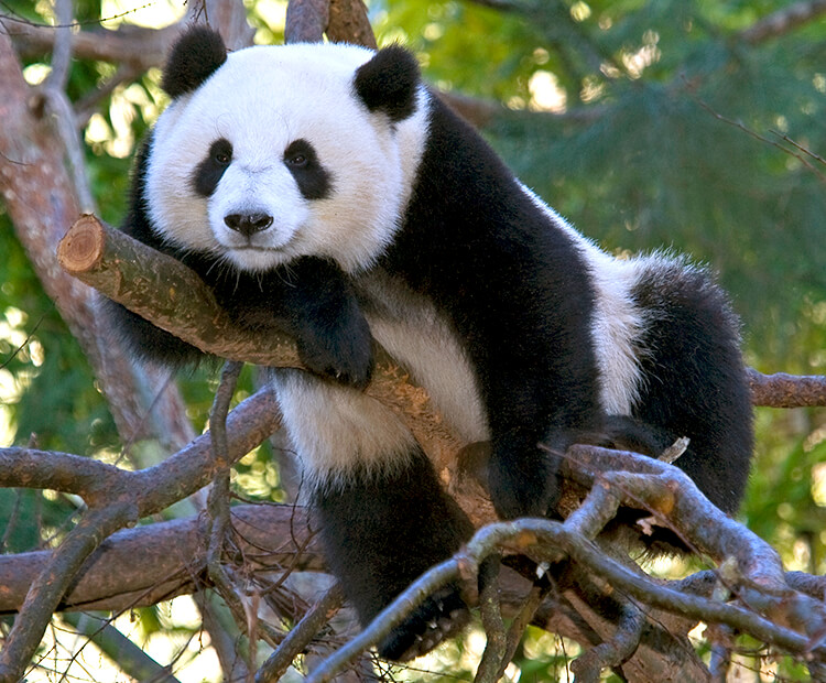Giant panda San Diego Zoo Kids