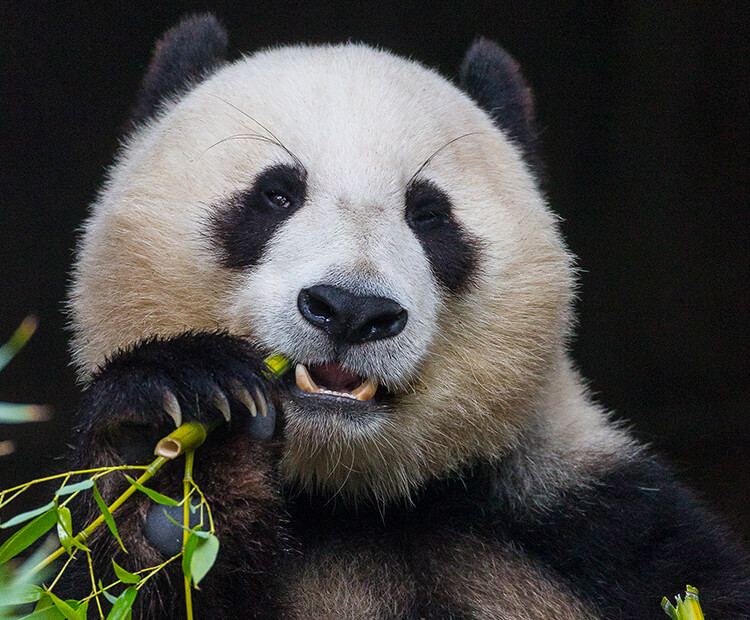 Bai Yun biting onto a bamboo stalk that she holds in her front right paw.