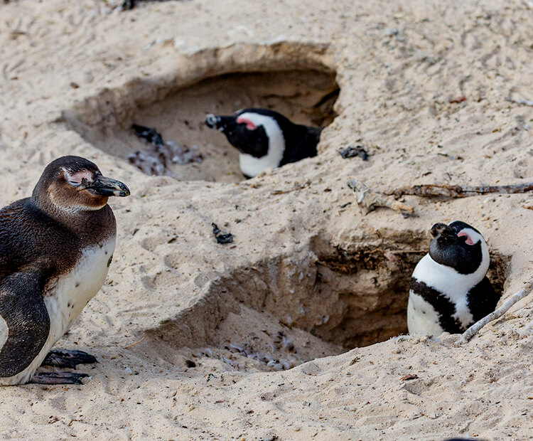 Two adult penguins sitting in their dug-out sand burrows with a juvenile sitting sleepily outside