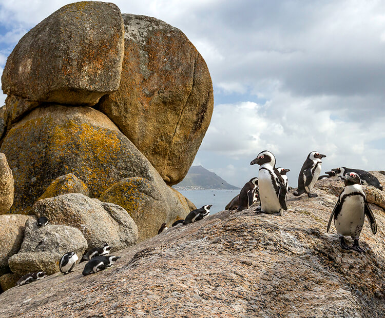 African penguins resting on a large boulder on a South African beach.