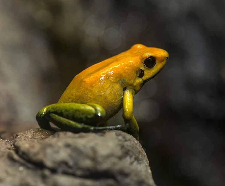 Black-legged poison frog