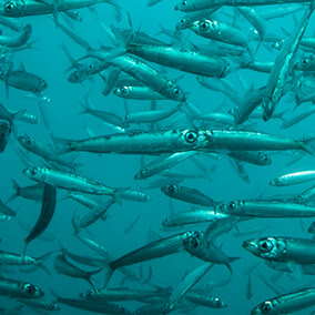A shoal of sardines swimming in the ocean