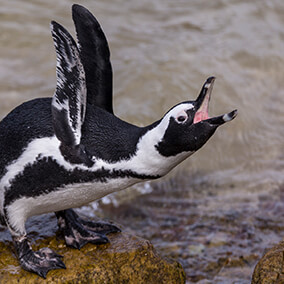 African penguin crouched with wings held high as it brays with beak wide open