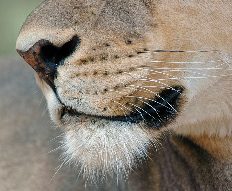 close up of a lions whiskers