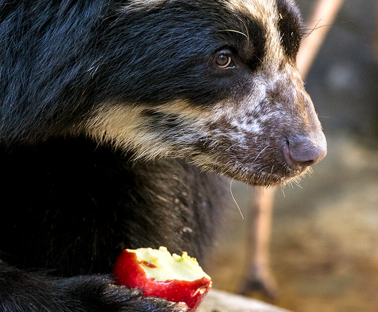 Andean bear eating a bite out of an apple