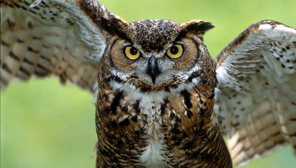 Great horned owl | San Diego Zoo Kids