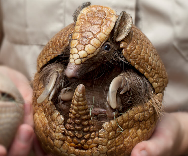 Three Banded Armadillo San Diego Zoo Kids,How To Make Candles With Crayons