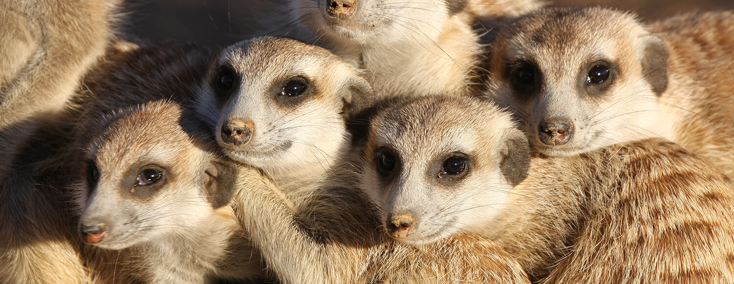 Meerkats huddled together