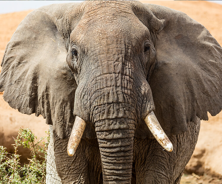 Onwijs African elephant | San Diego Zoo Kids IS-44