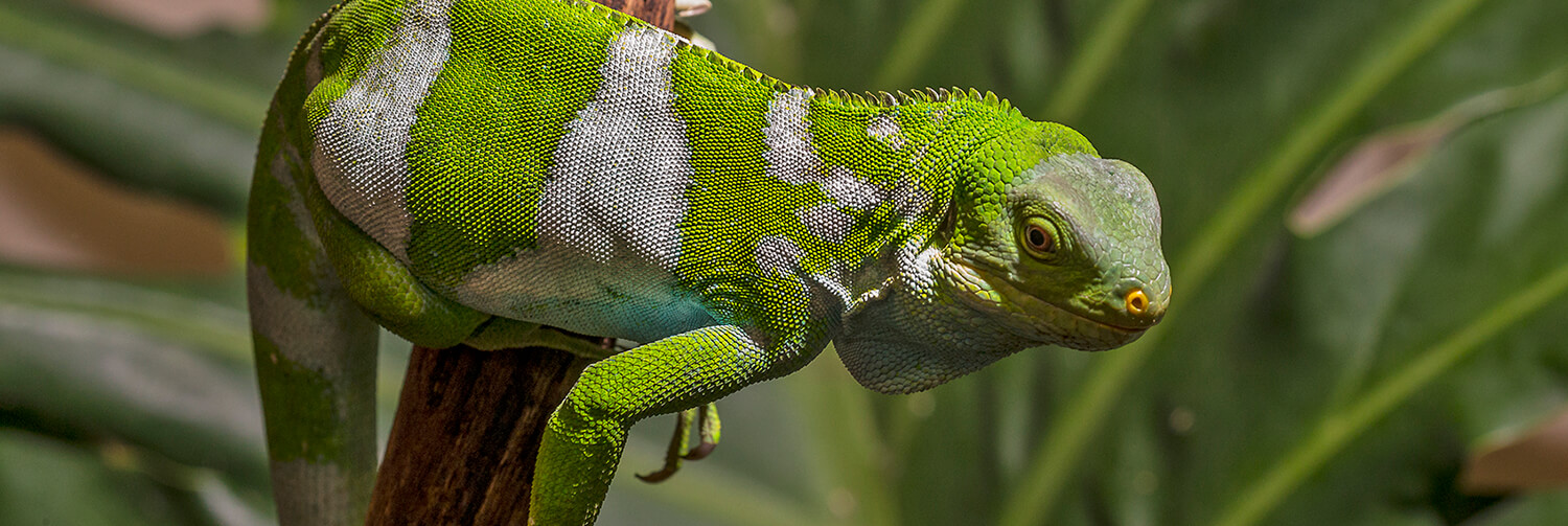 Fiji iguana crouched on a wood branch in front of a large tropical leaf