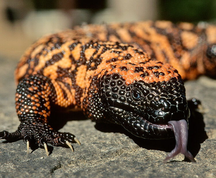 The Remarkable Fasting Abilities of the Gila Monster Reptilecity