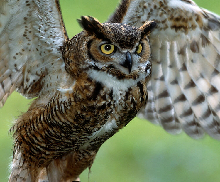 all about great horned owls