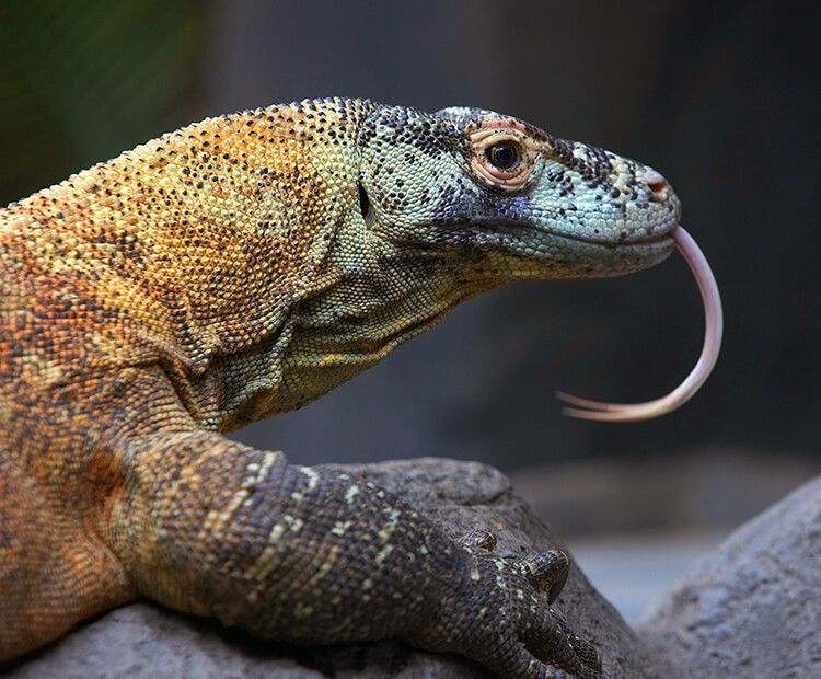 Komodo dragon in profile showing off its long, curved, forked tongue as it sits on a rock