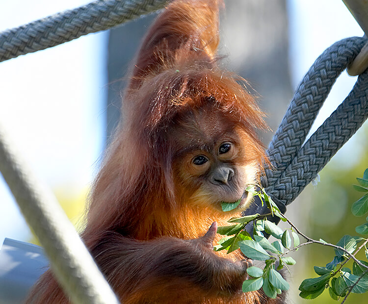Baby orangutan eating leaves as it hangs from a jungle gym rope