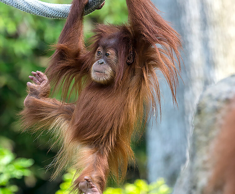 Orangutan baby swinging by long arms from ropes