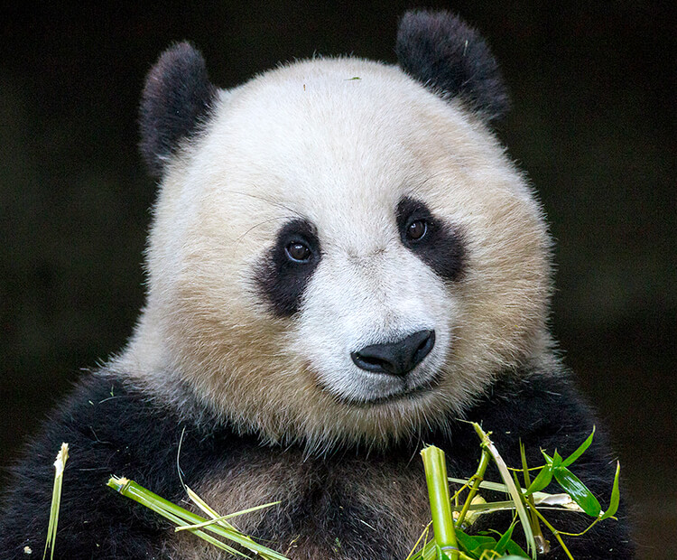 Download Precious pandas | San Diego Zoo Kids