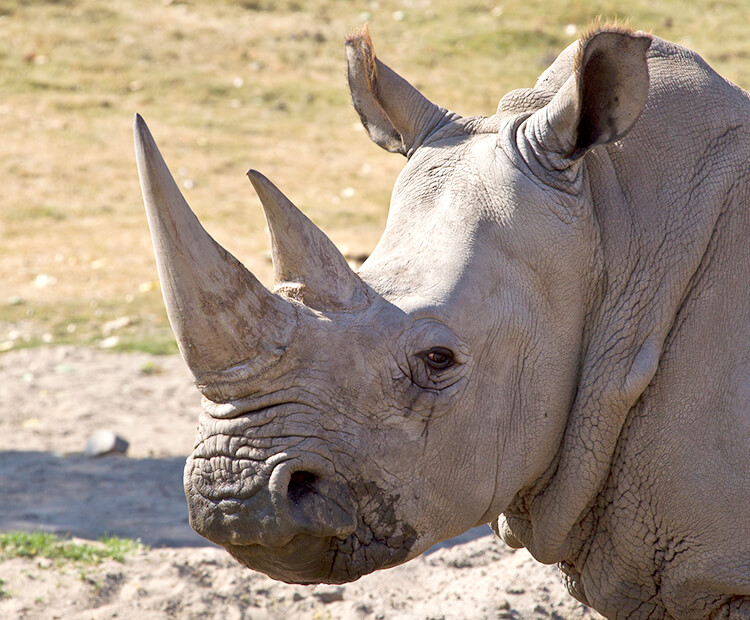 rhinoceros-san-diego-zoo-kids
