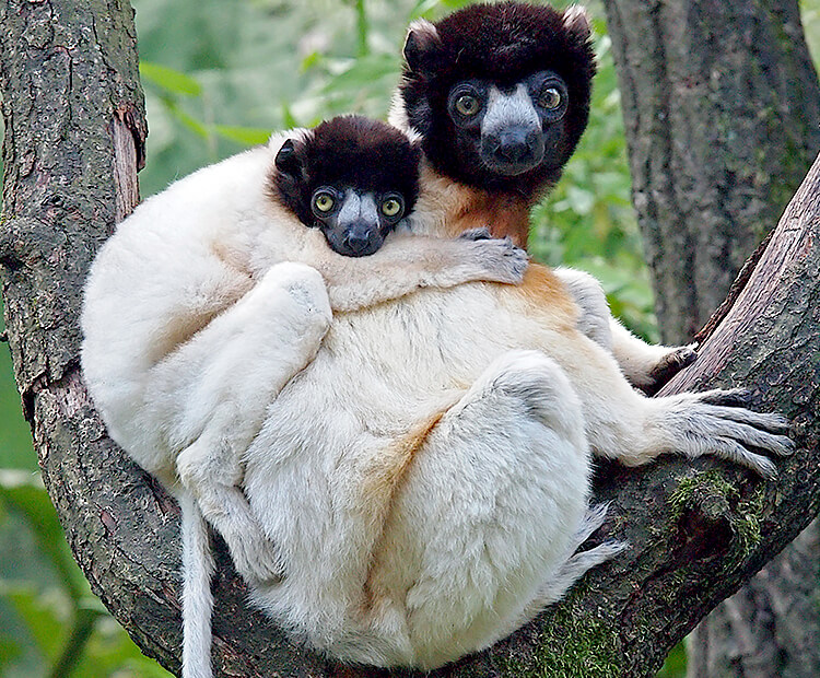 Crowned sifaka mom and baby
