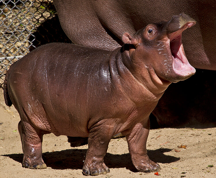 A hippo calf opens its mouth wide