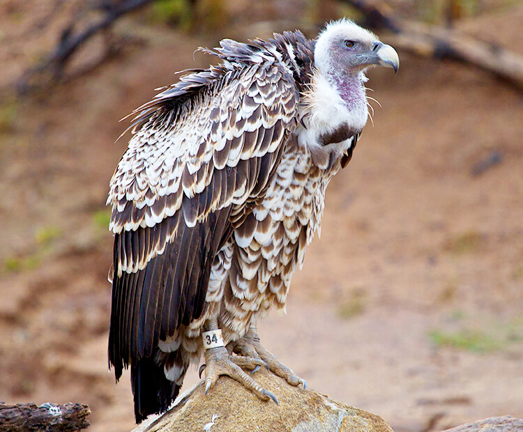 Rueppell's vulture sitting on a rock