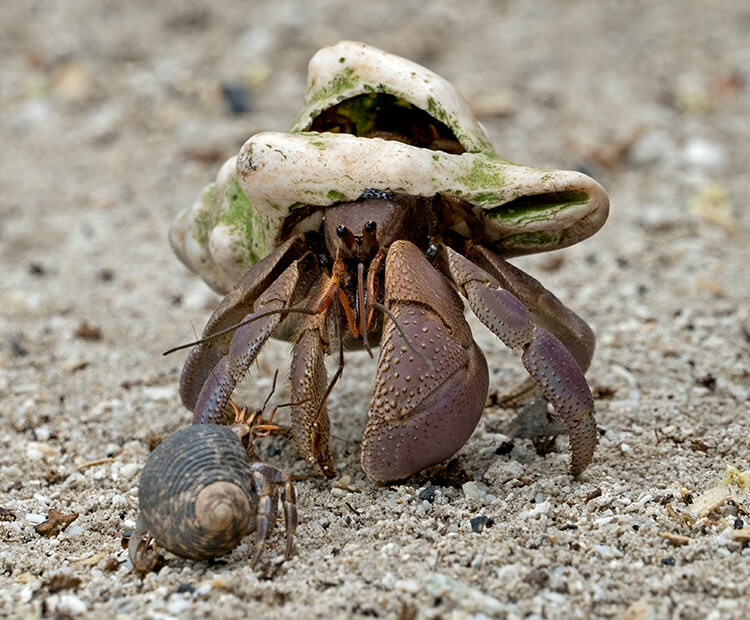A pair of coconut crabs eye one another