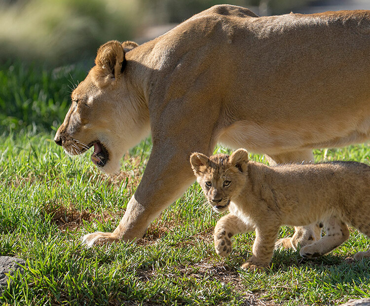 Small lion cub walking with mom.