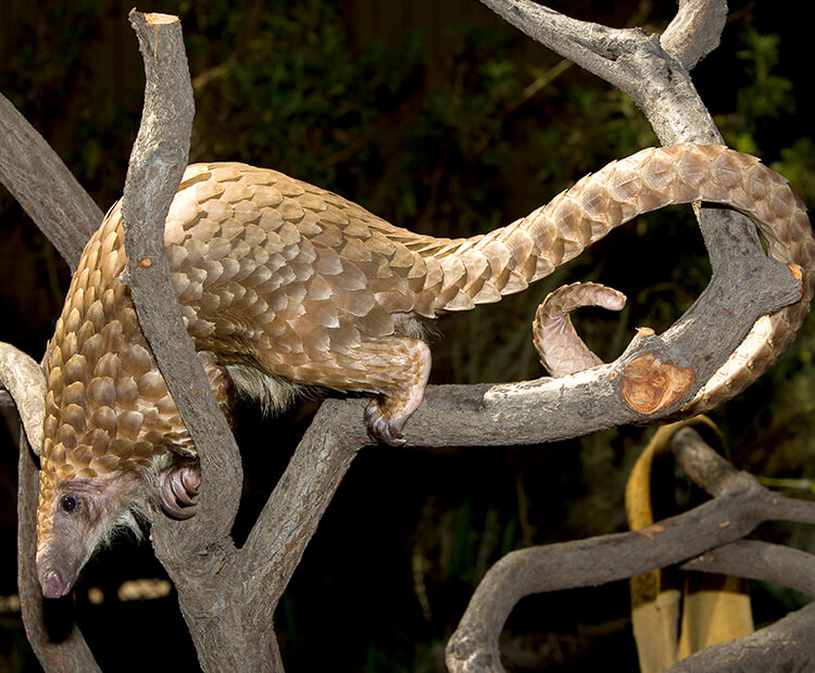African tree pangolin climbing through tree branches with tail gently wrapped around  one of the branches